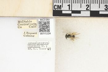 Media type: image;   Entomology 771124 Aspect: Labels
